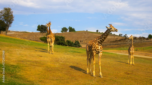 Giraffes roaming in San Diego Safari Park photo