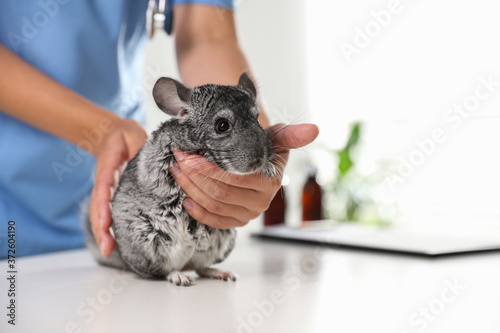 Professional veterinarian examining chinchilla in clinic, closeup