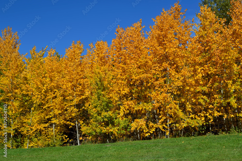 Autumn in the Park