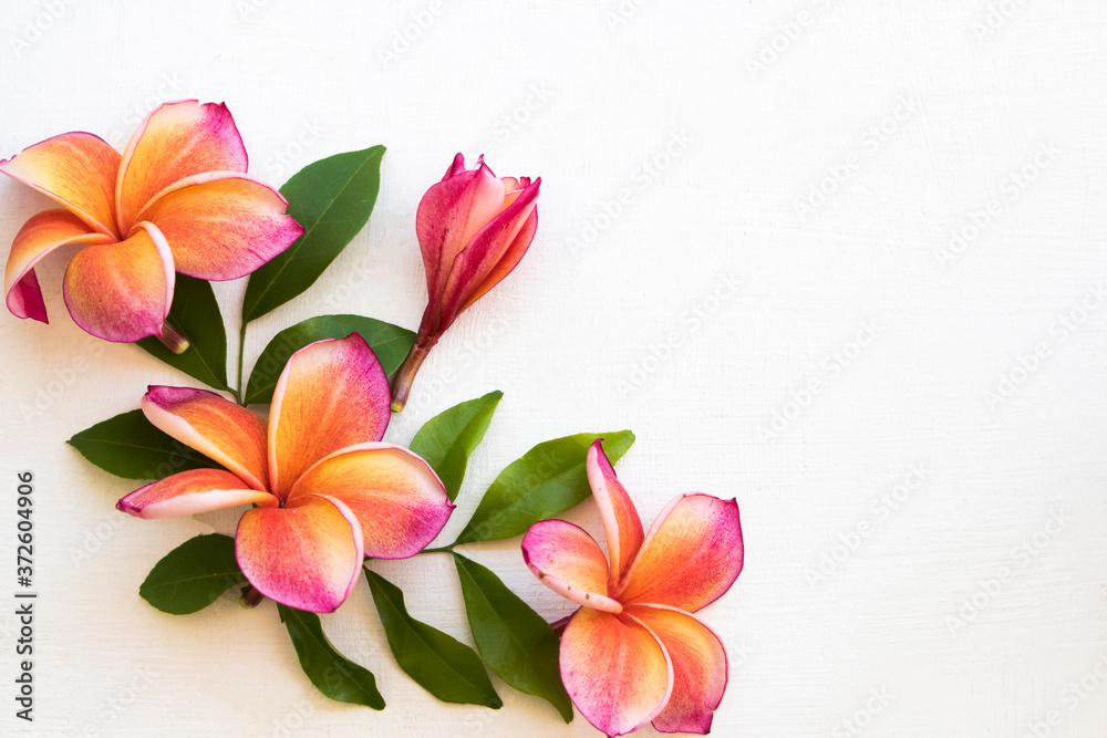 colorful orange ,pink flowers frangipani local flora of asia arrangement flat lay postcard style on background white