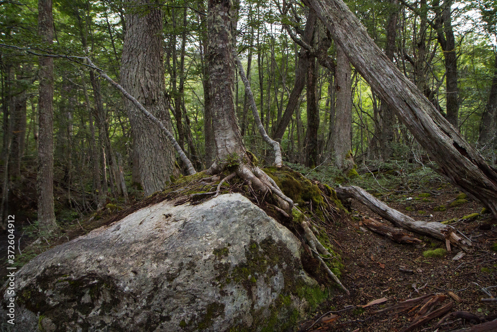The forest at sunrise. View of the Nothofagus pumilio trees woodland in Patagonia. Superficial roots Nothofagus rooted to a big stone. The forest at sunrise. View of the Nothofagus pumilio trees woodland in Patagonia. Superficial roots Nothofagus rooted to a big stone.