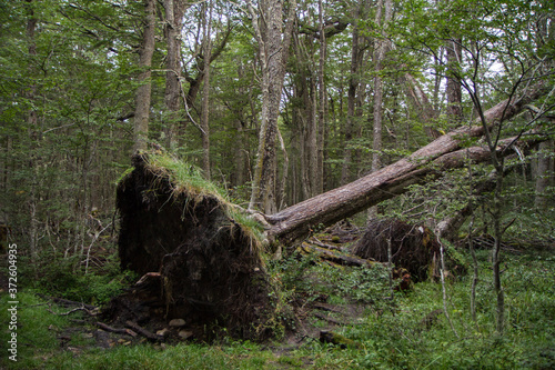 Canvas Print Wind storm in the Nothofagus pumilio forest