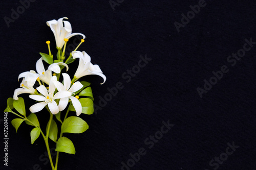  white flowers jasmine local flora of asia arrangement flat lay postcard style on background black 