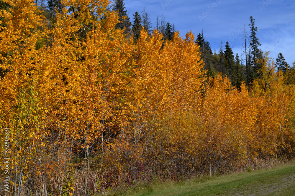 Autumn in the Forest