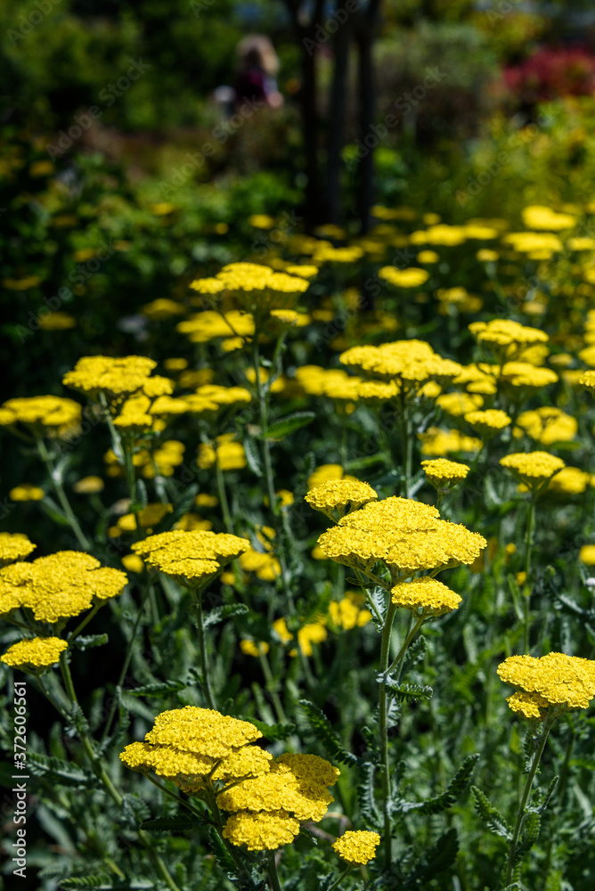 Group of yellow Achillea 'Moonshine' blooming in a garden
