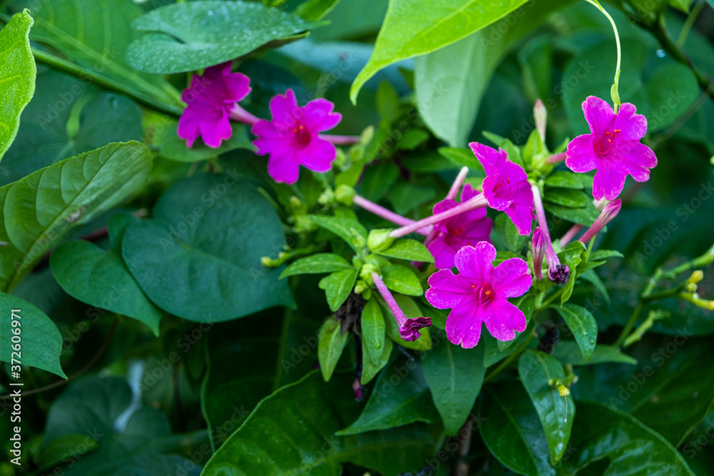 Beautify pink mirabilis jalapa in summer garden with blur background