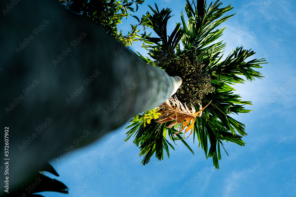 Areca catechu is a species of palm which grows in much of the tropical ...