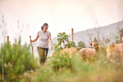 Female farmer standing on meadow in rural area with herd of sheep pasturing in field and eating grass