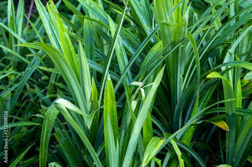 Pandan plant in the garden for has fragrant leaves which are used widely for flavouring in the cuisines of Asia