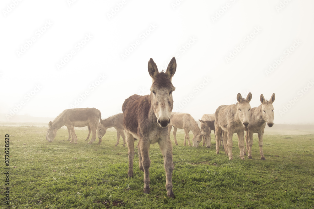Herd of domestic donkeys pasturing in green meadow during foggy morning in countryside Herd of domestic donkeys pasturing in green meadow during foggy morning in countryside