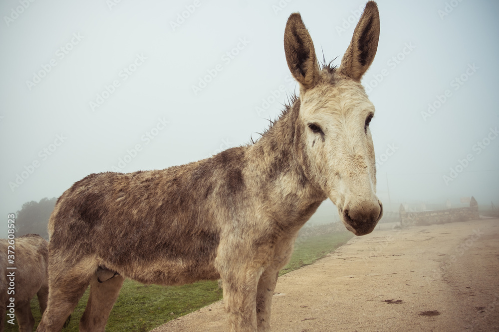 domestic donkey pasturing in green meadow and standing on road during foggy morning in countryside domestic donkey pasturing in green meadow and standing on road during foggy morning in countryside