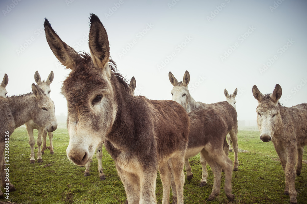 Herd of domestic donkeys pasturing in green meadow during foggy morning in countryside Herd of domestic donkeys pasturing in green meadow during foggy morning in countryside