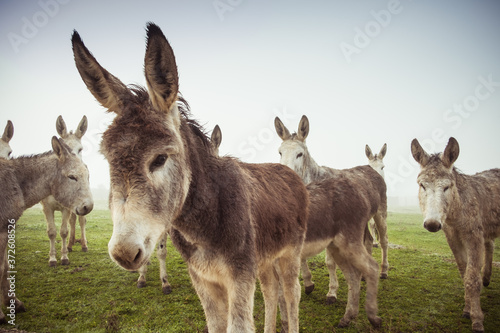 Herd of domestic donkeys pasturing in green meadow during foggy morning in countryside