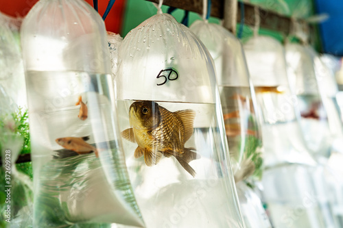 Assorted fish swimming in water in transparent plastic bags in local rural market photo