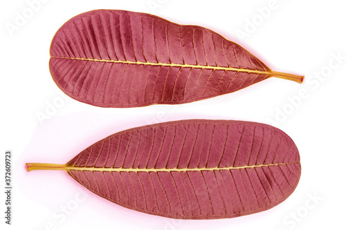 Hand painted pink tropical frangipani leaves Pink fashion concept Simplicity and statics