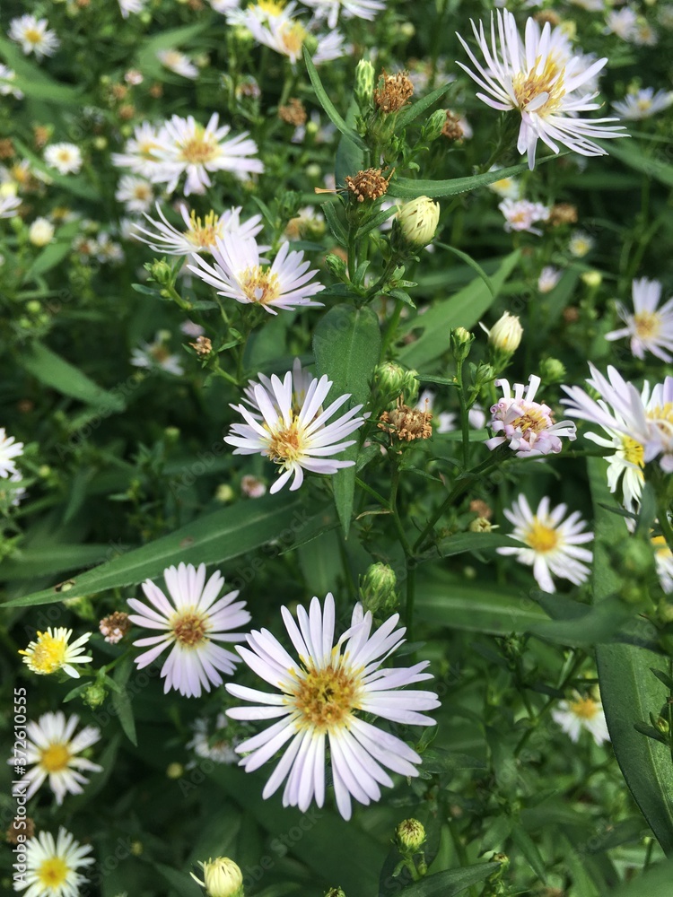 Fototapeta premium white daisies in a garden