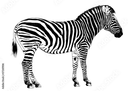 jumping striped African Zebra  hand-drawn in full- length ink
