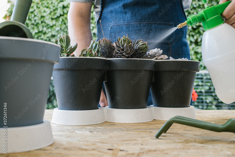 Crop anonymous male gardener with plastic spray bottle watering soil of potted plants while standing at table near professional gardening tools behind bright blossoming flowers Crop anonymous male gardener with plastic spray bottle watering soil of potted plants while standing at table near professional gardening tools behind bright blossoming flowers