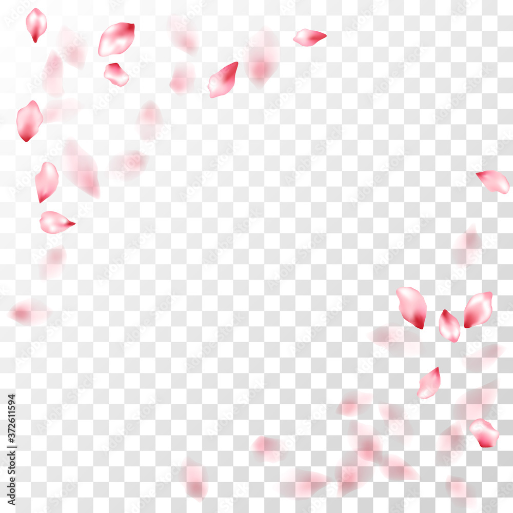 Pink sakura petals falling vector graphics.