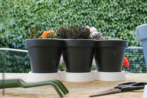 Composition of different cacti in similar pots with gardening trowel and fork near modern cellphone and plastic spray bottle with scissors on wooden table photo