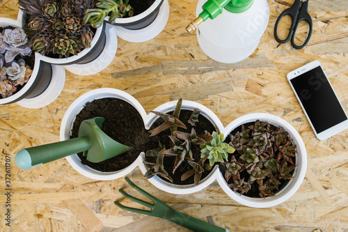 Top view of composition of different cacti in similar pots with gardening trowel and fork near modern cellphone and plastic spray bottle with scissors on wooden table photo