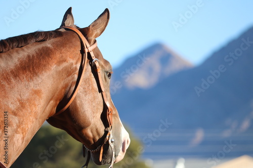 Fotografie Western Horse