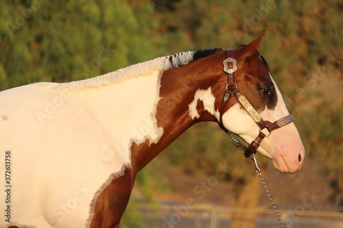 Paint horse