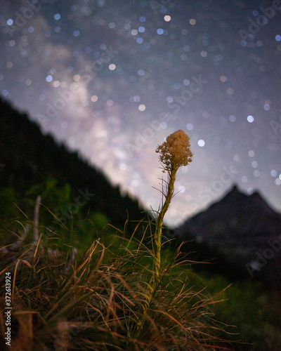 Flower and Milky Way in Glacier National Park