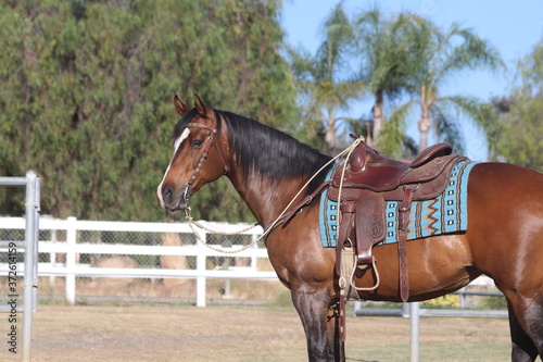 Bay western horse