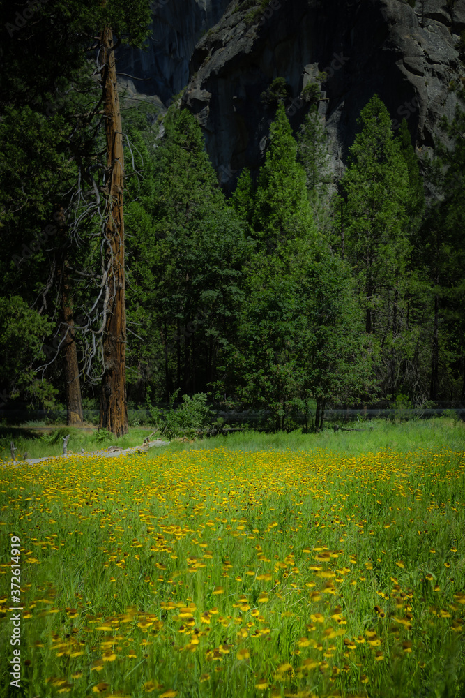 Obraz premium Yosemite National Park America's International Treasure