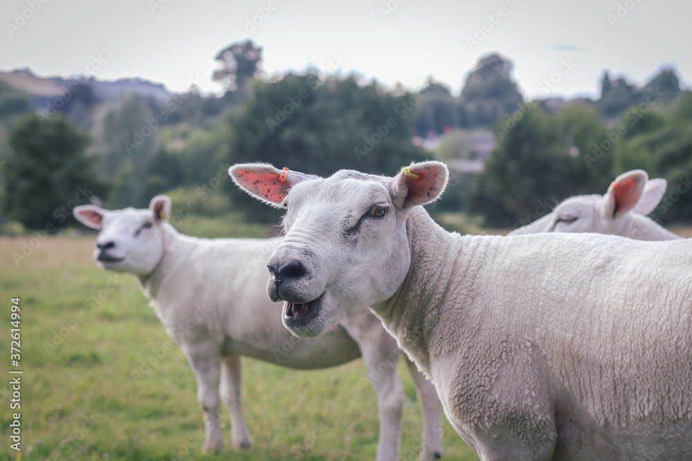 sheep in the farm