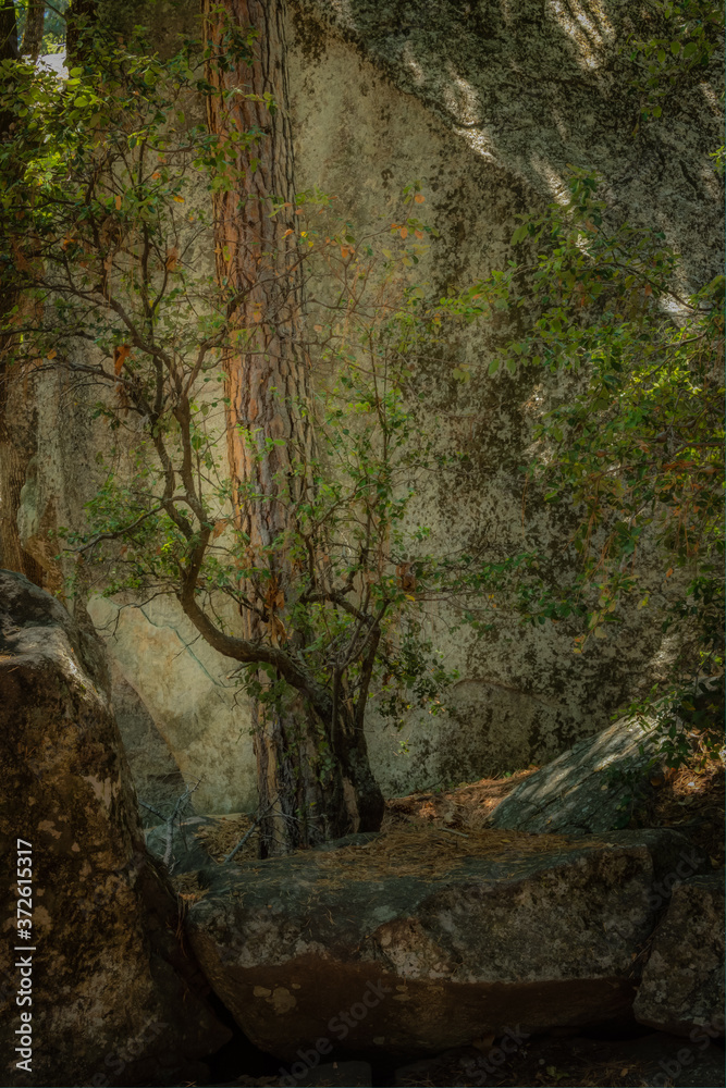 Naklejka premium Yosemite National Park America's International Treasure