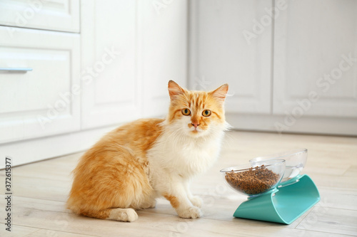 Cute cat near bowls with food and drink at home photo