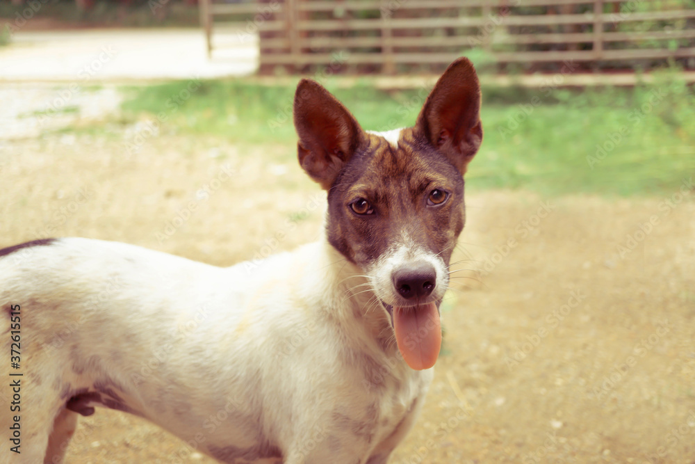 Cute  Thai  dog  standing  with tounge out