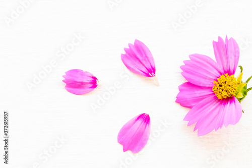 purple cosmos flower local flora arrangement flat lay postcard style on background white wooden