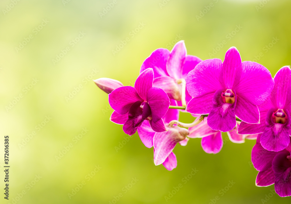 Obraz premium Pink Vanda orchid , in the garden Chiangmai Thailand