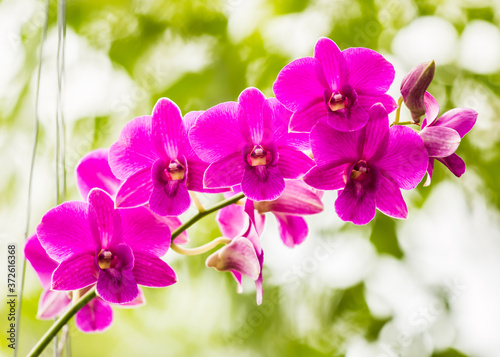 Pink Vanda orchid   in the garden  Chiangmai Thailand