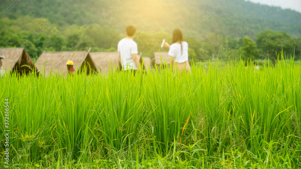 The green rice tree in the Huai Tung Tao field is a tourist attraction in Chiang Mai, Thailand.
