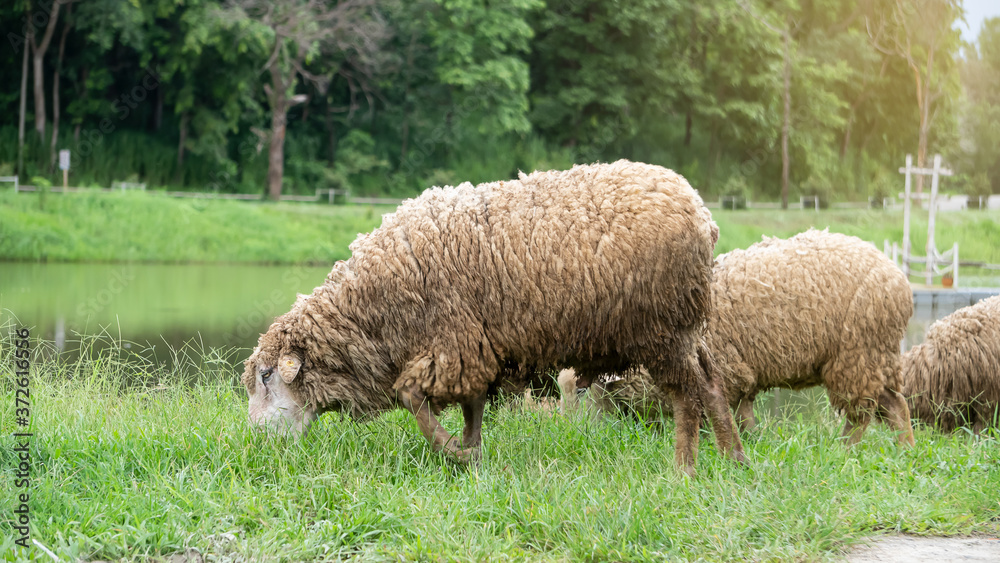 Fototapeta premium Large herds graze in the Tung Na Huai Tau area, a tourist destination in Chiang Mai, Thailand.