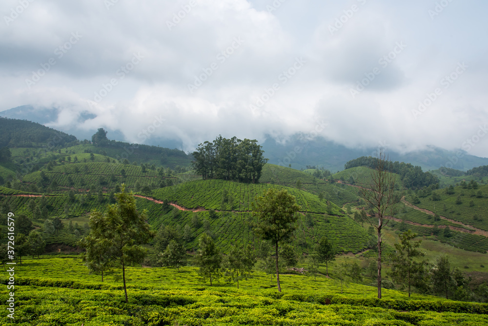 Dense fog and clouds over beautiful tea gardens