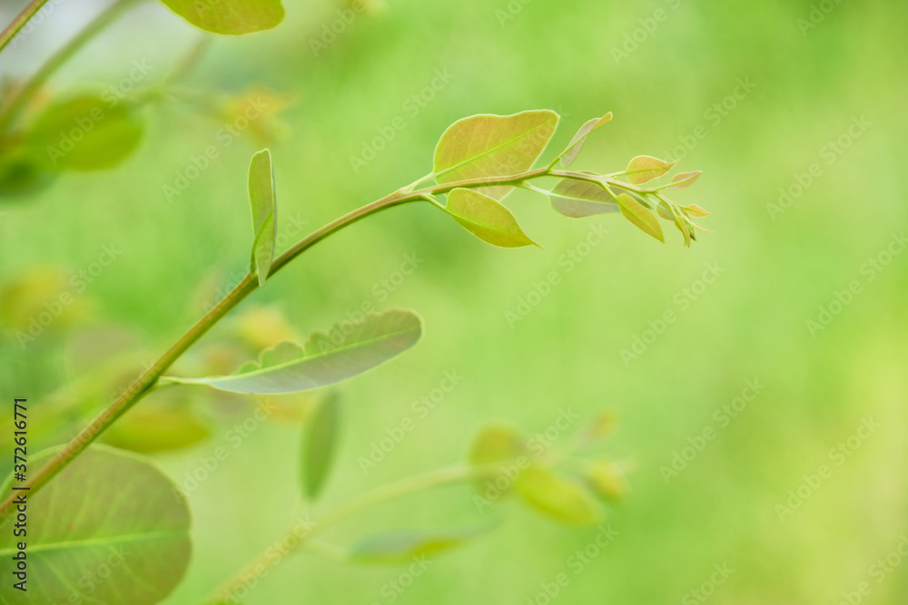 Eucalyptus leaves. branch eucalyptus tree nature background Eucalyptus leaves. branch eucalyptus tree nature background