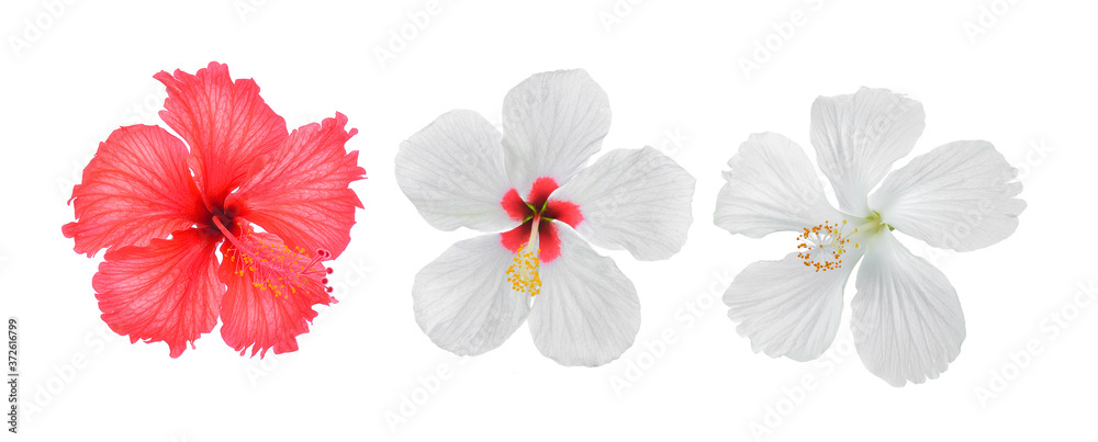  hibiscus flower on white background