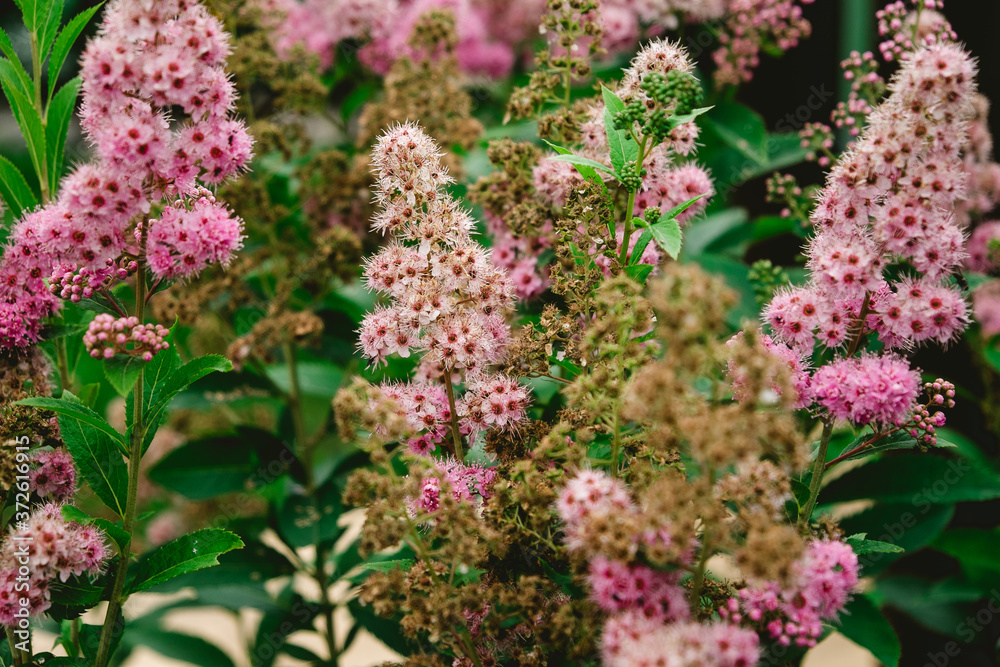 Spiraea japonica shrub. Rosaceae, garden. High quality photo Spiraea japonica shrub. Rosaceae, garden. High quality photo
