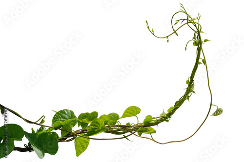 Fototapeta Naklejka Na Ścianę i Meble -  Vine plant ivy isolated on white background. Clipping path
