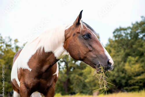 American Paint Horse mare with blue eyes  Westren breed grazing in a green field 
