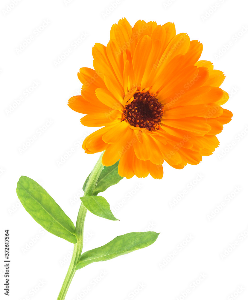 Orange calendula flower Isolated on a white background. Calendula officinalis. Marigold. Orange calendula flower Isolated on a white background. Calendula officinalis. Marigold.