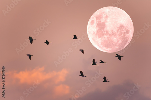 Full moon with silhouette birds on the sky.