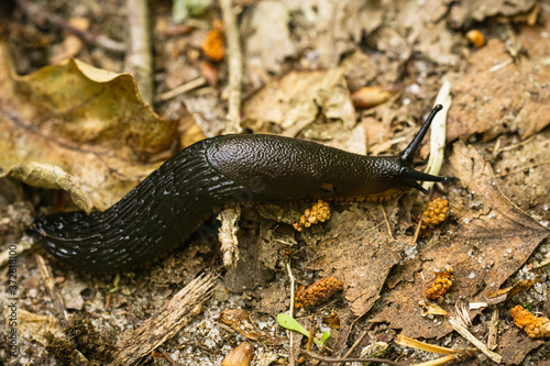 Close-up of the black slug (black arion, European black slug, or large black slug) Arion ater on a forest litter photo