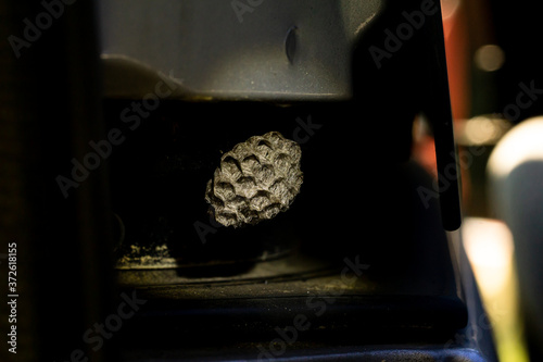 close-up of a wasp nest in a car