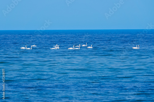 Fotografia bevy of swans swimming on a baltic sea